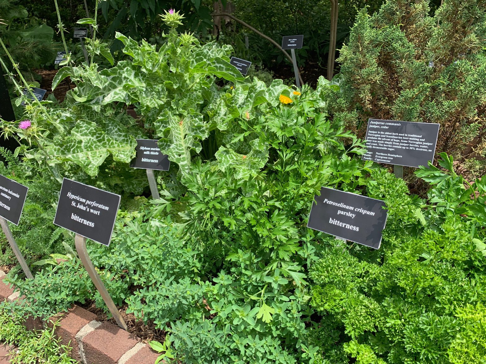 Growing Beer Garden Plants