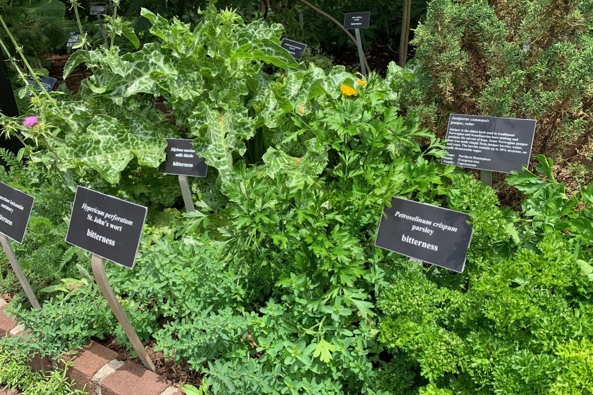 Growing Beer Garden Plants All Seasons Ready
