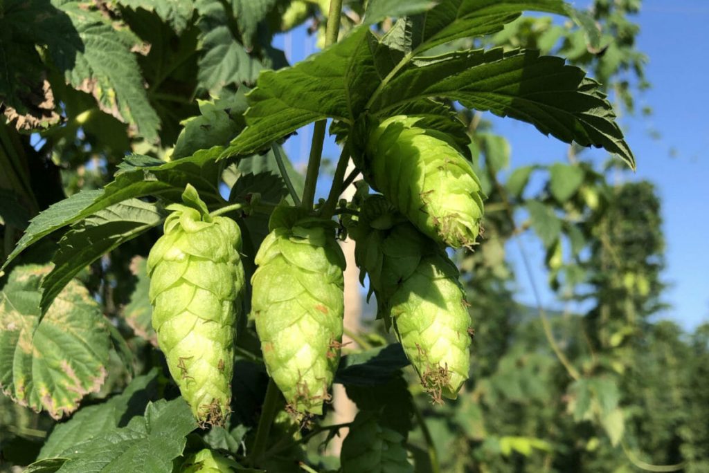 Hops Plant Support